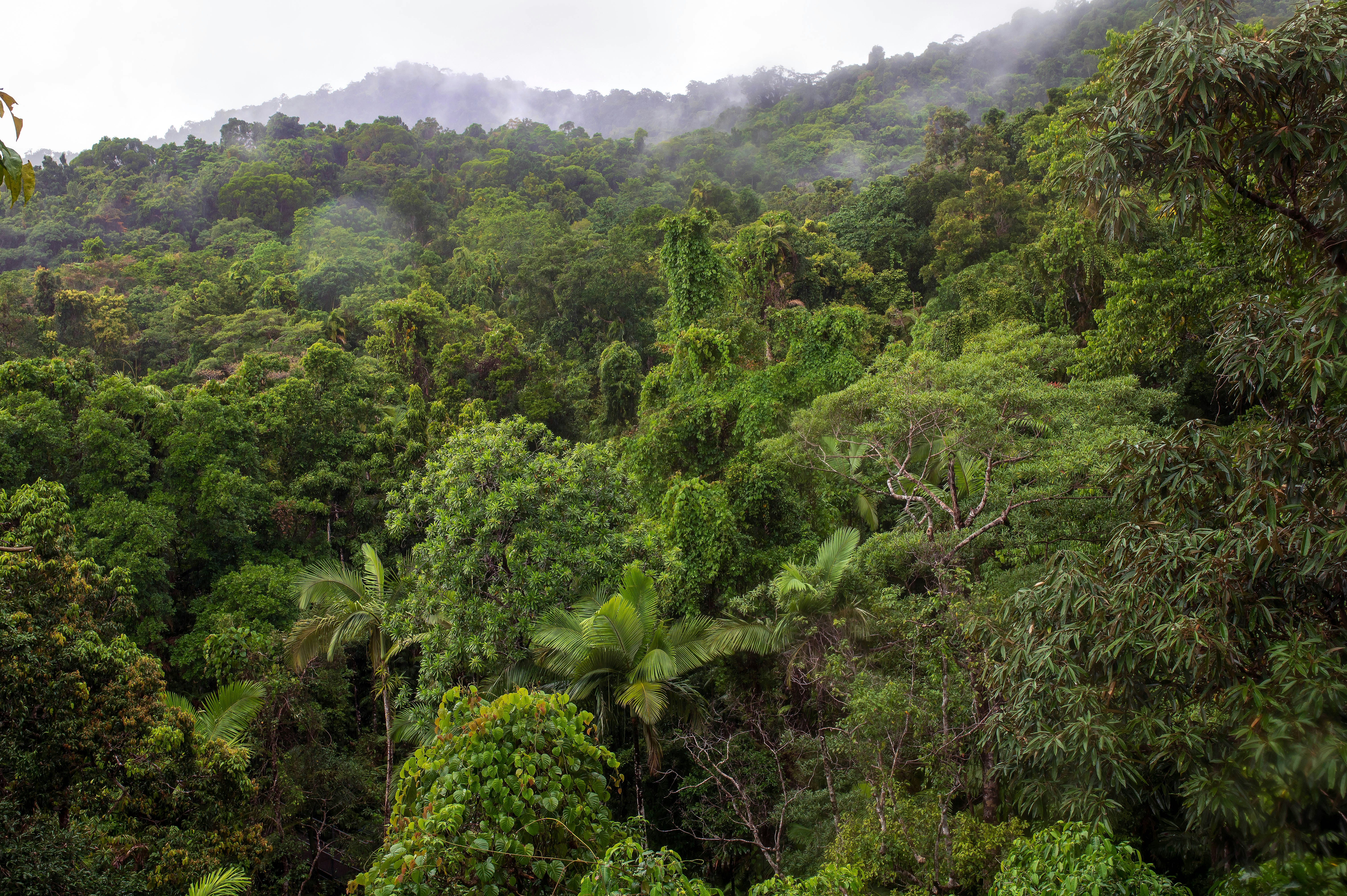Rainforest canopy